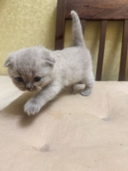 Продам шотландиских лиловых котят