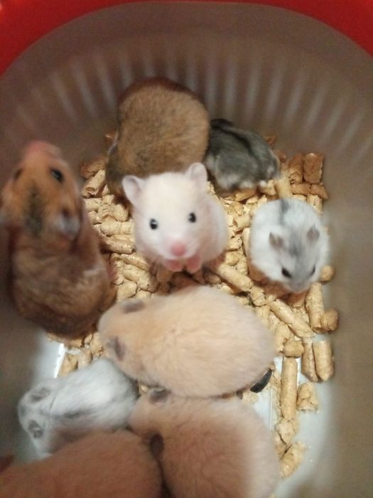 хомячки пушистые в Харькове купить хомяка большой хомячок рыжий клетка