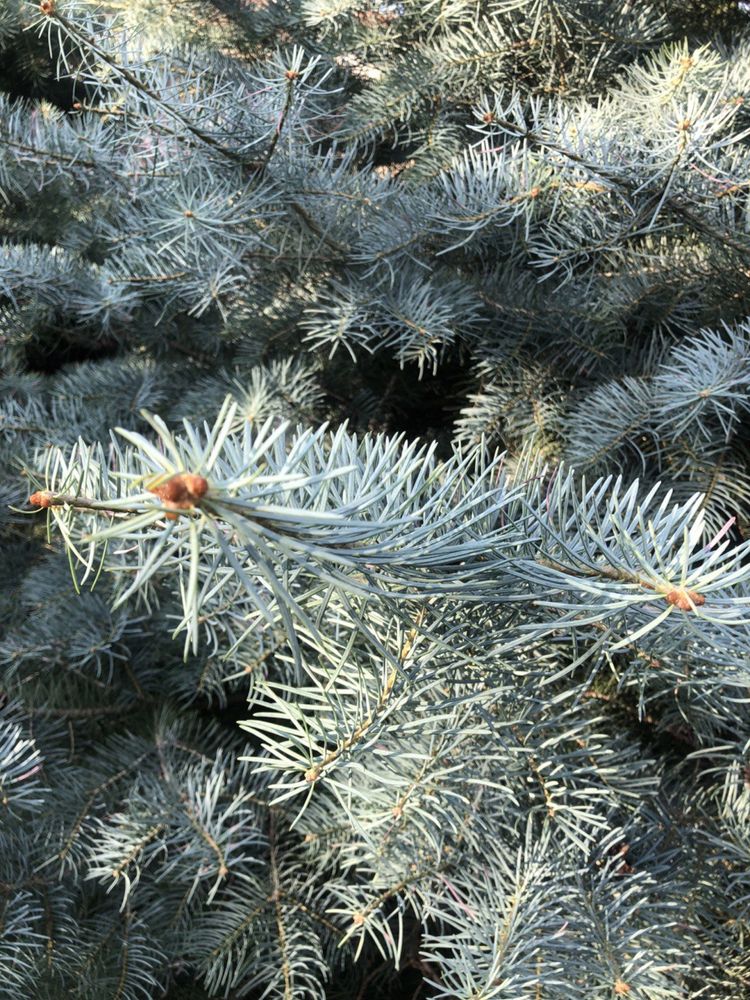 Ялина каліфорнійська конколор Abies concolor Glauca