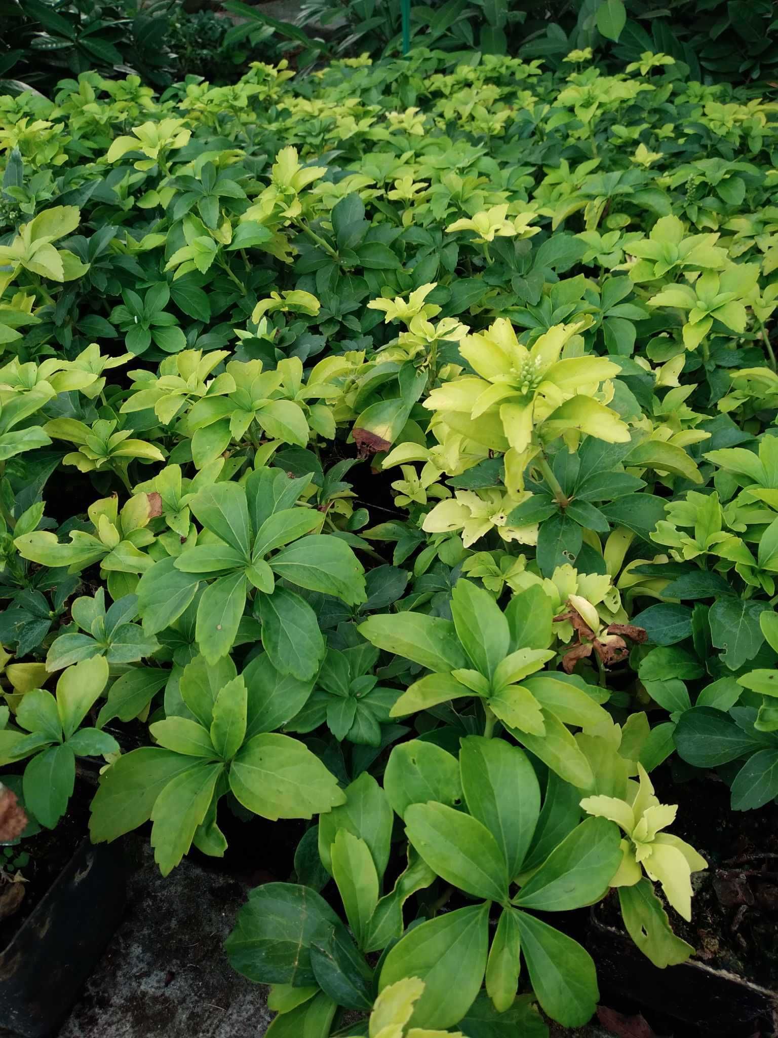 Runianka japońska Green Carpet,  Pachysandra terminalis