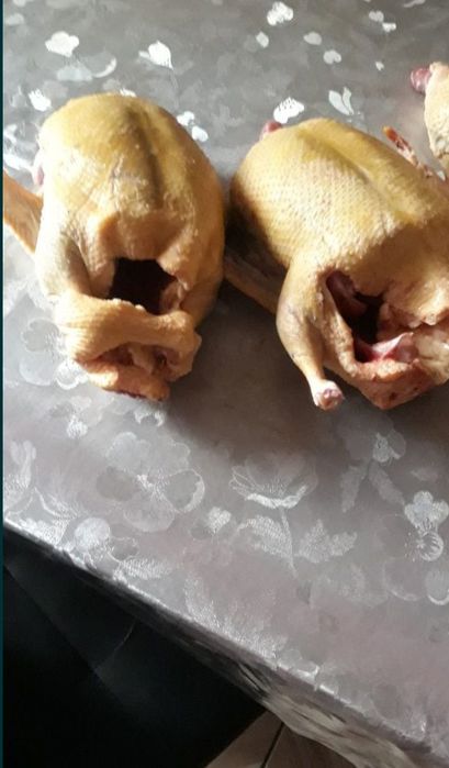 Tuszki kaczek , indyków wysyłam