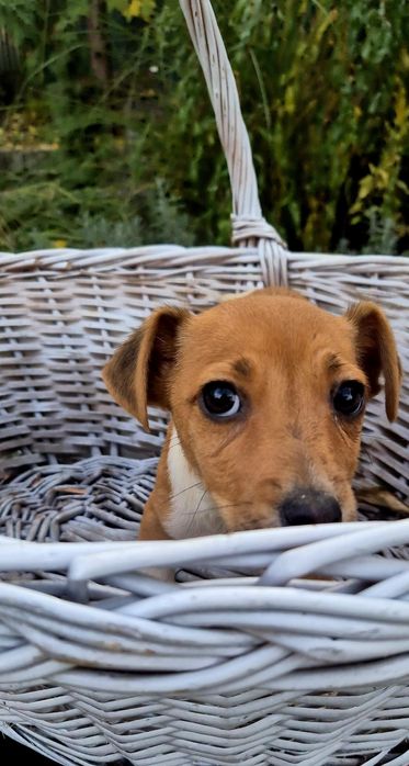 Джек Рассел терьер