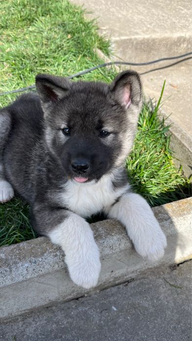 Вʼязка Американська акіта