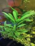 hygrophila polysperma planta de aquário