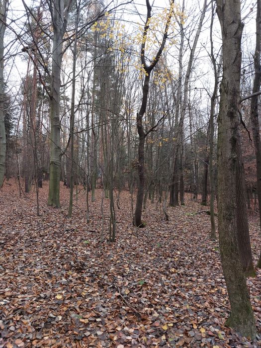 Las mieszany 31 arów