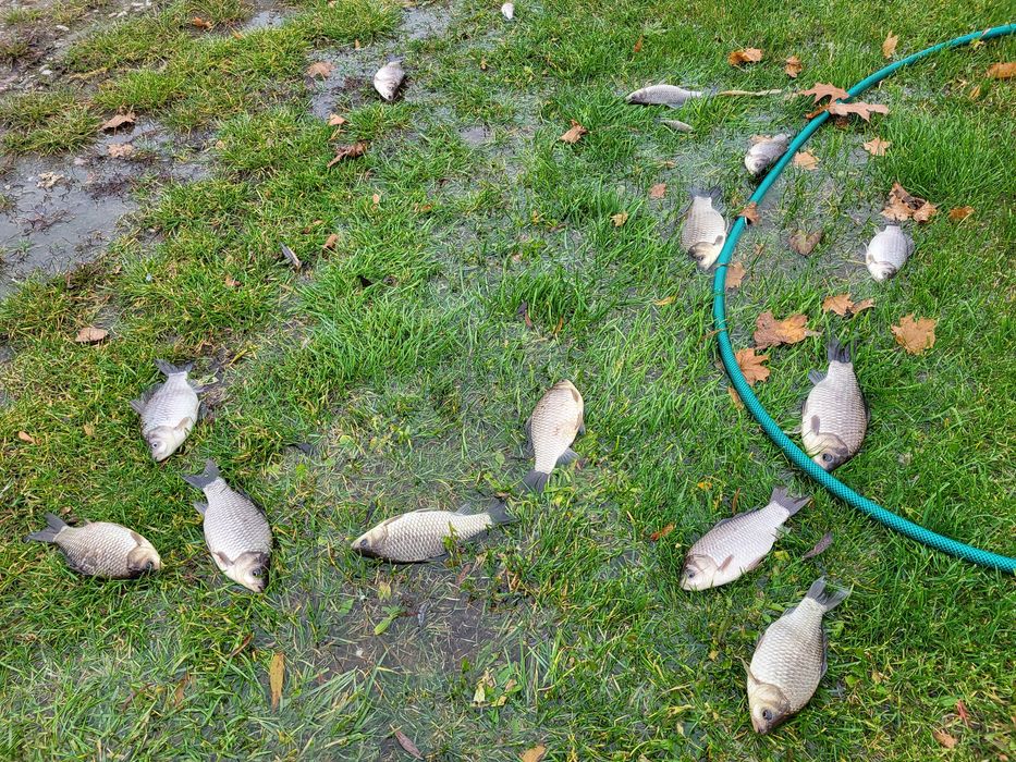 Narybek karasia srebrzystego żywiec zarybianie