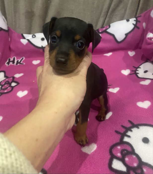 Мальчишка цвергпинрера