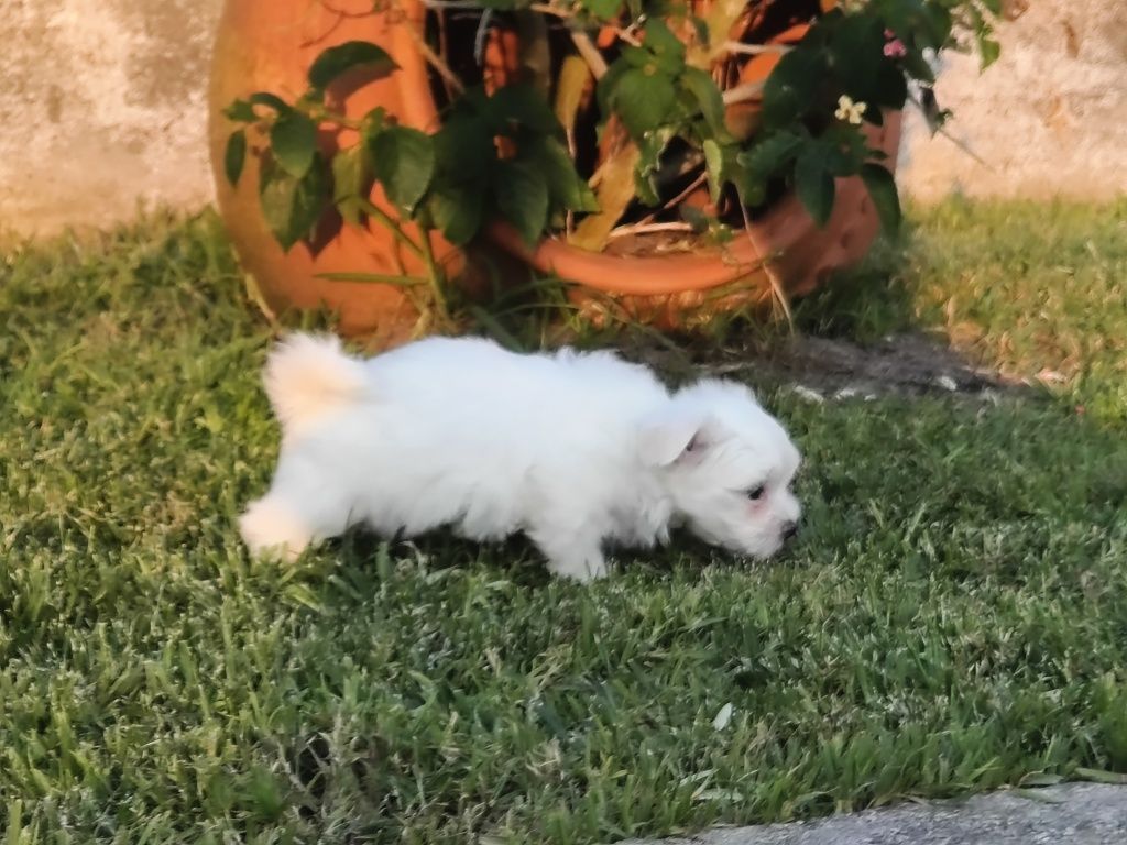Bichon Maltês branquinho