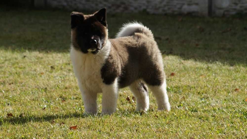 Akita Amerykanska FCI