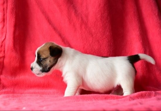 Jack Russell Terrier, piesek