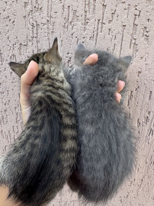 Котята від мами британськоі короткошерстноі