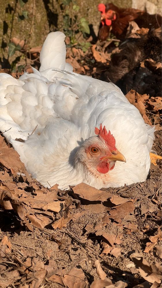 Ovos de galinha caseira