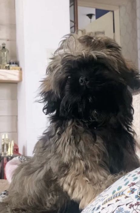 Shih Tzu, Ares z rodowodem