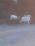 cabras criadas em pasto natural