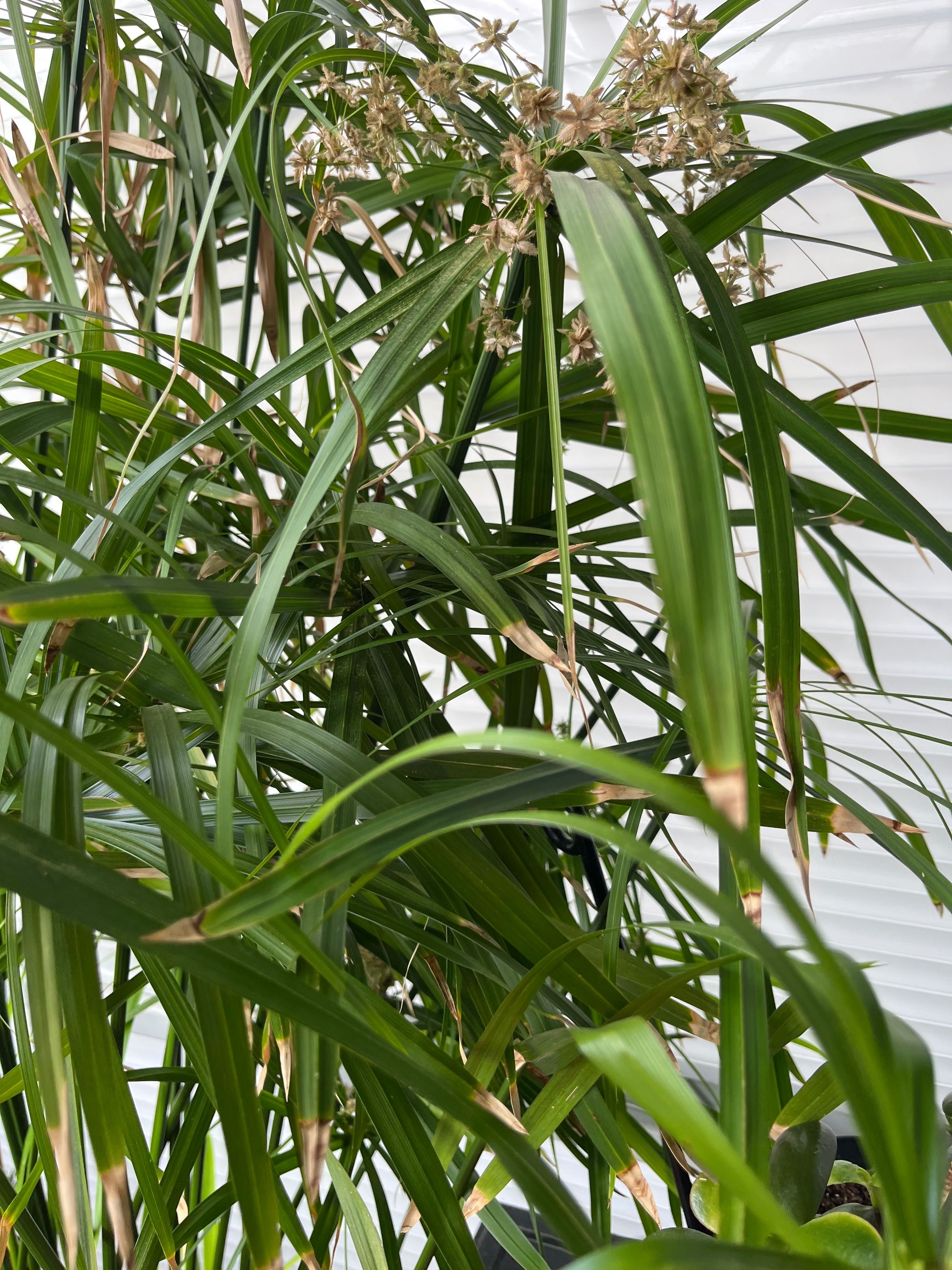 Papirus Cibora - baldachimy