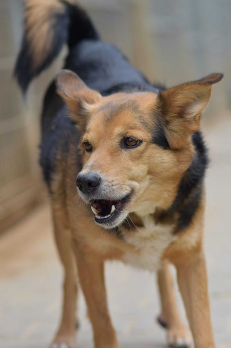 Okoń - odnajdzie się w kojcu na ogrodzie