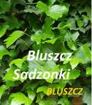 Sadzonki Bluszcz zimozielony -15 szt - wysył.