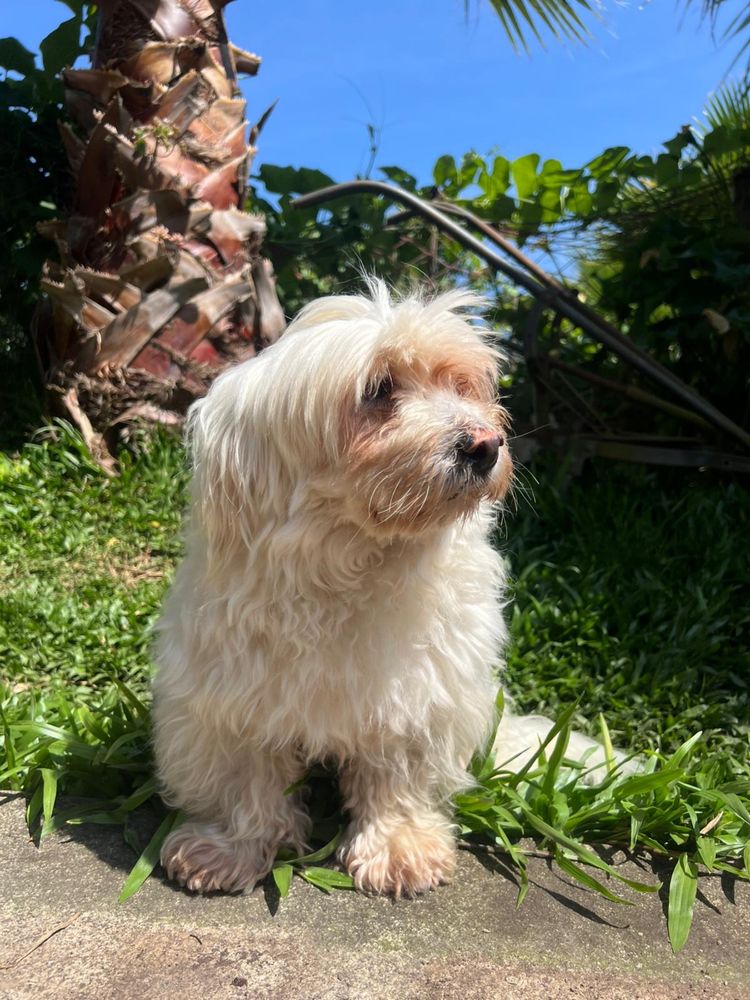 Snoopy - 7 anos, porte pequeno (7kg)