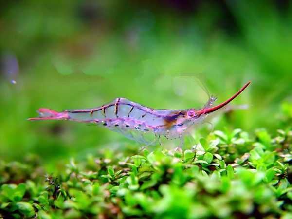 Krewetka PINOKIO - Caridina gracilirostris - RED NOSE - dowóz, wysyłka