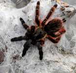 Psalmopoeus victori L2