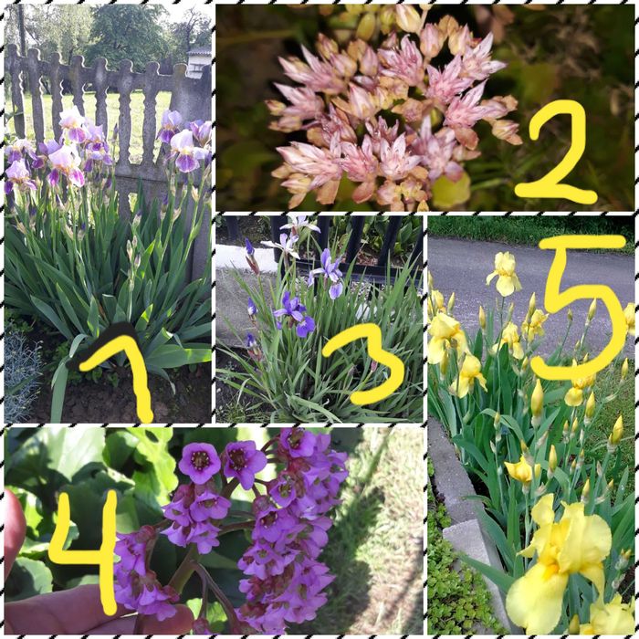 Coś dla miłośników bylin