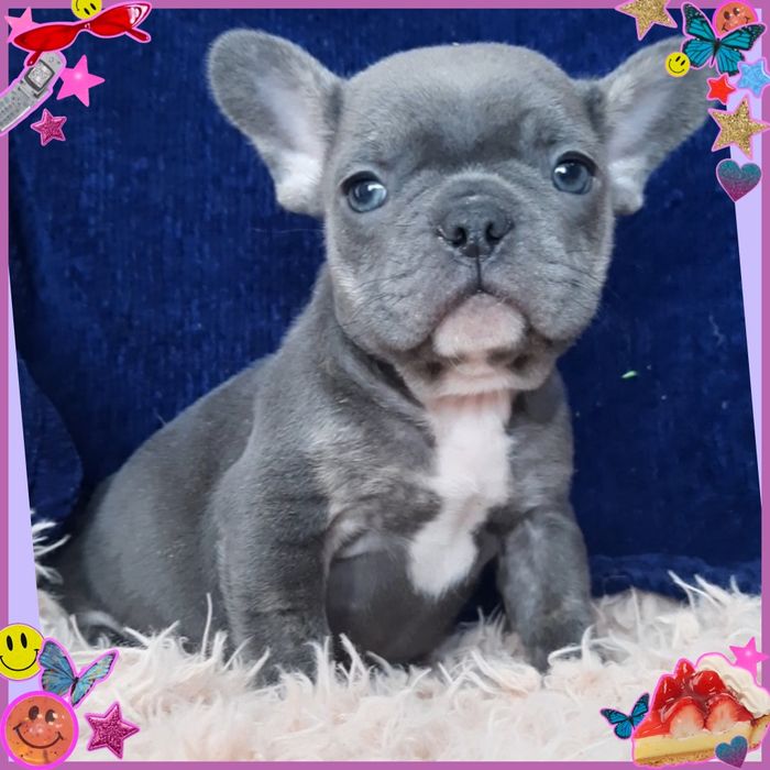 Грайливий красунчик