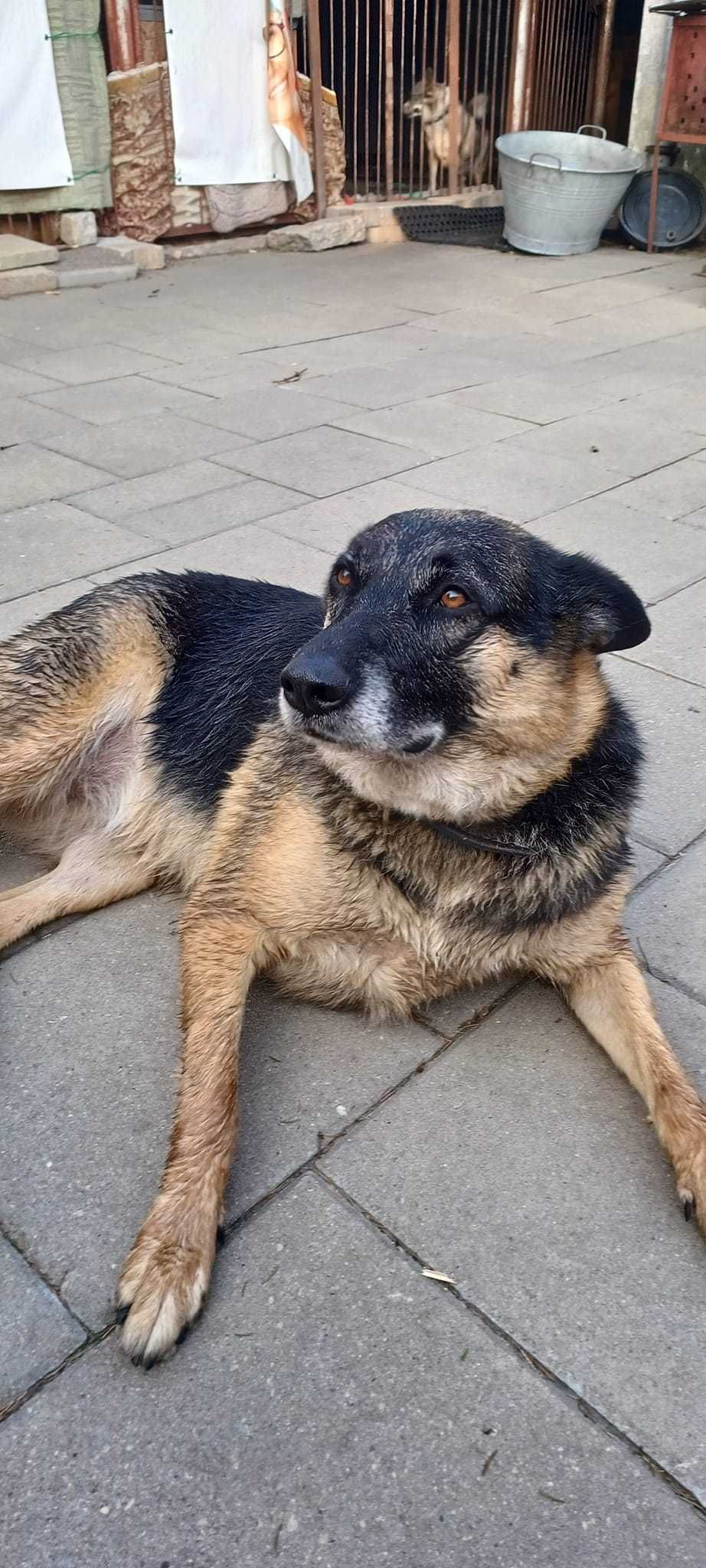 Luna , która straciła dom, wypatruje nowych ludzi do kochania