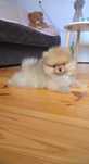 Szpic miniaturowy POMERANIAN ZKwP /FCI