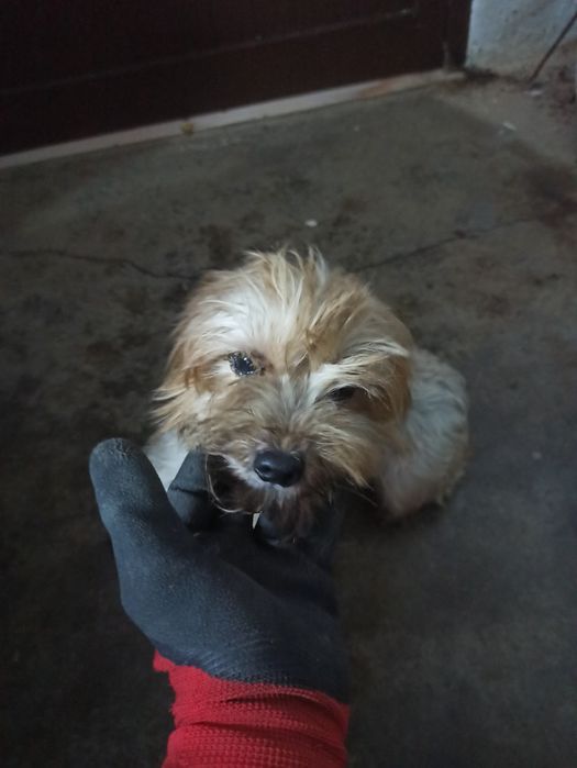 Menina muito meiga para adoção