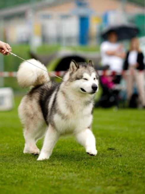 Alaskan Malamute