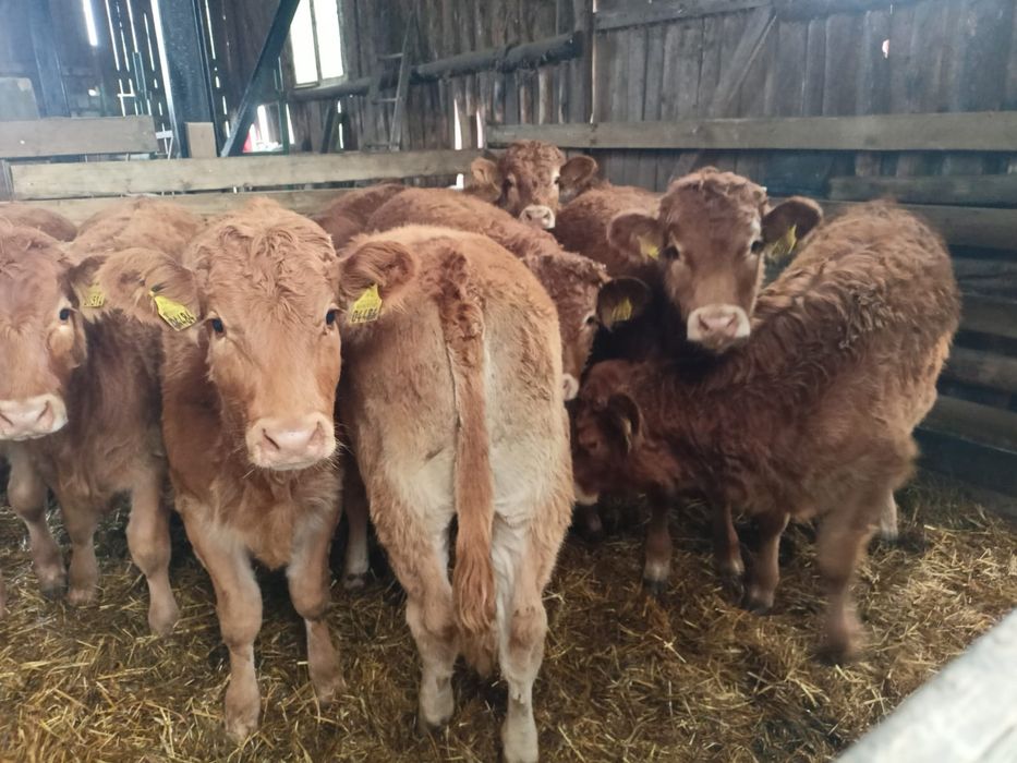 Byki 4szt. LM Odsady, odsadki, byczki