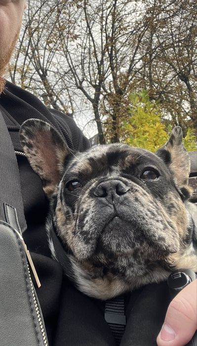 Французький бульдог