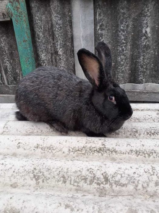 Продам кролі п. срібло, самки та самці різного віку ,10,11 місяців.