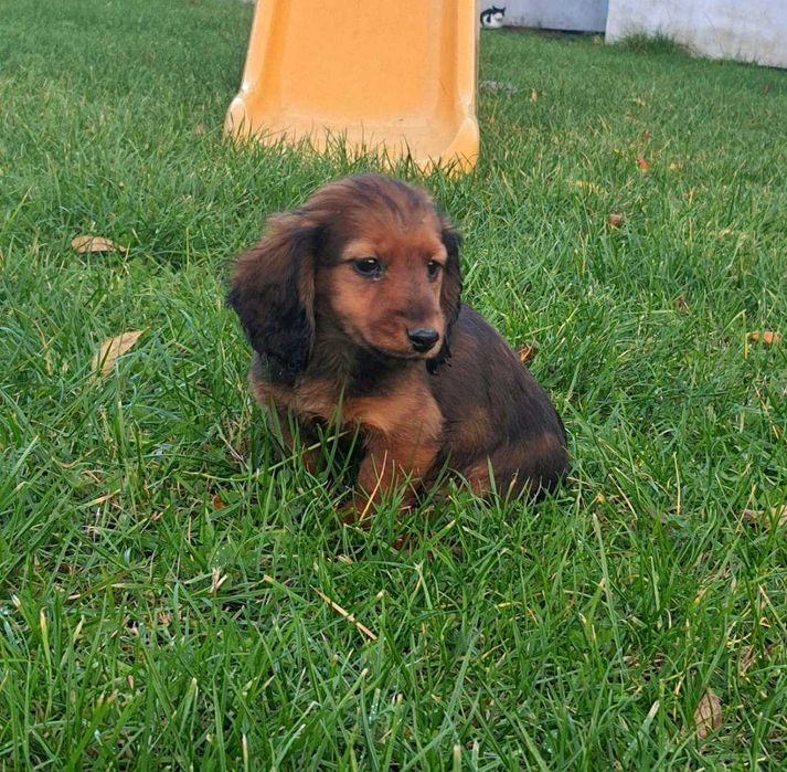 Jamnik miniaturowy długowłosy