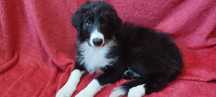 Border Collie piesek czarno -biały szczeniak wyjątkowy