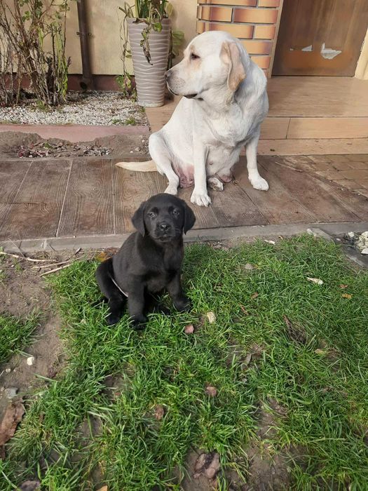 labrador retriever suczka rodowód piękna
