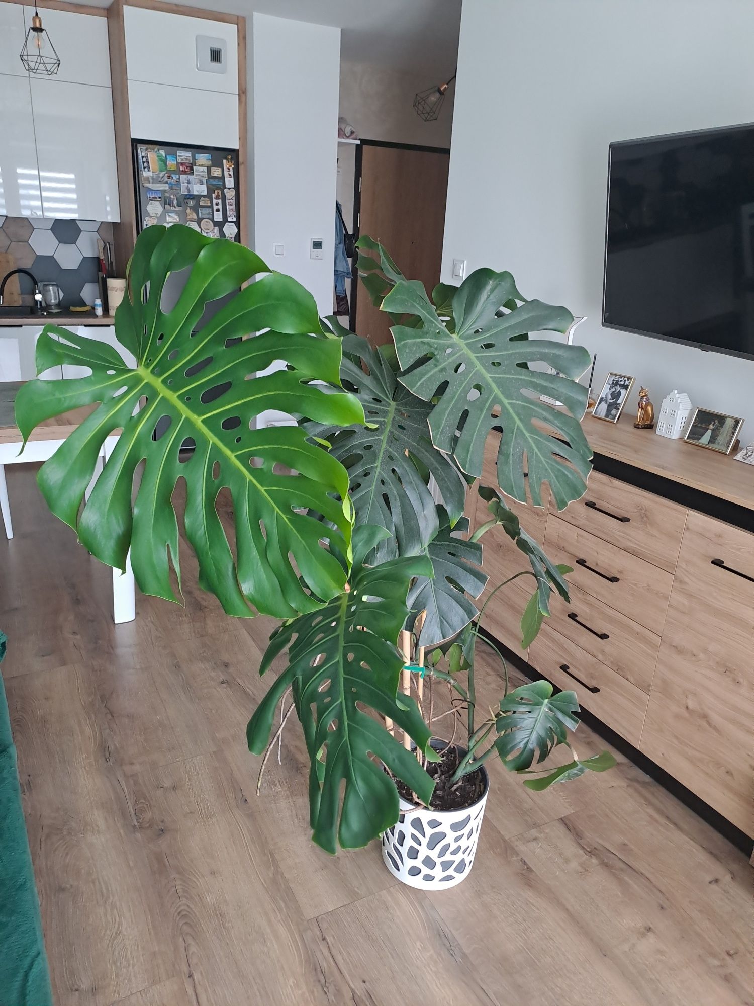 Monstera 110cm z donica
