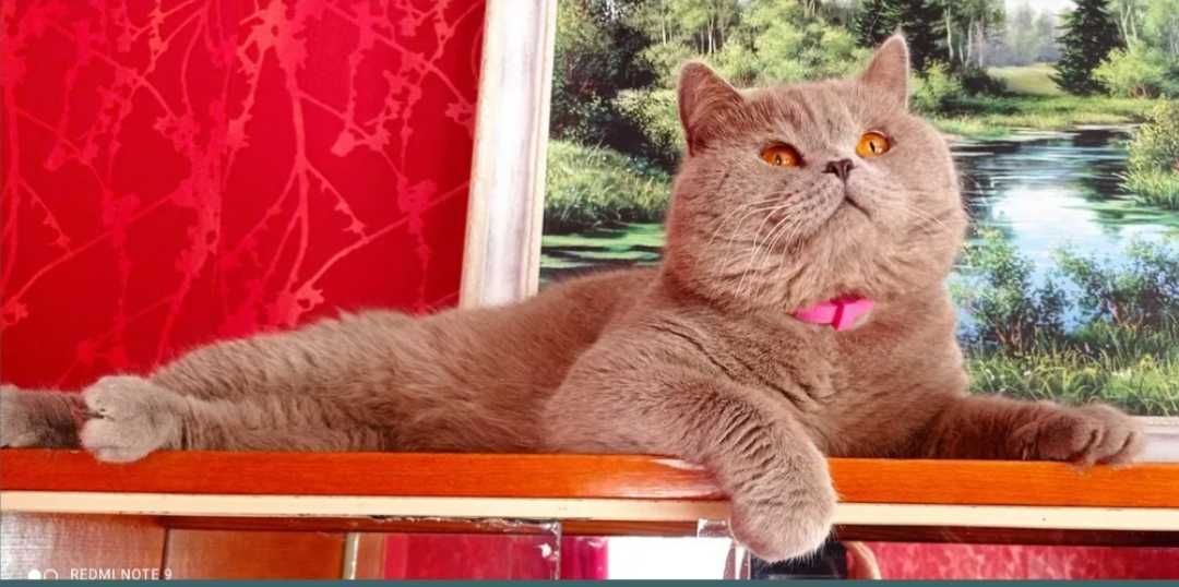 В'язка, Шотландський котик