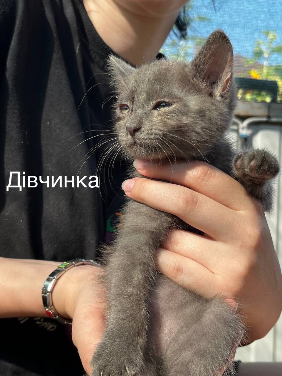 Кошенята в добрі руки