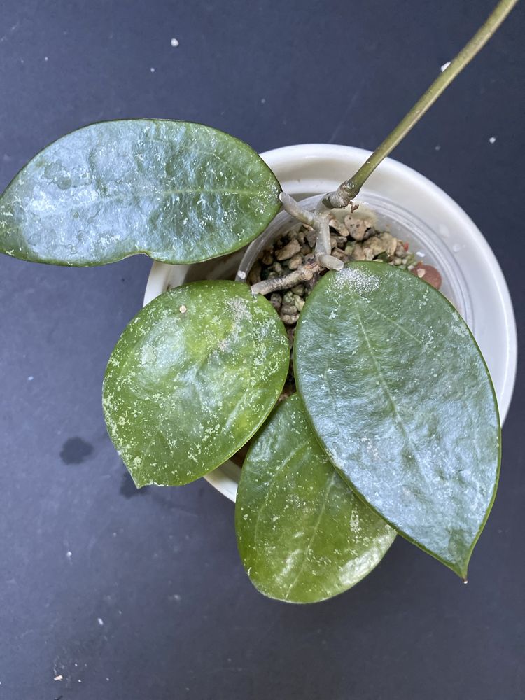 Hoya acuta rb mini rosnaca