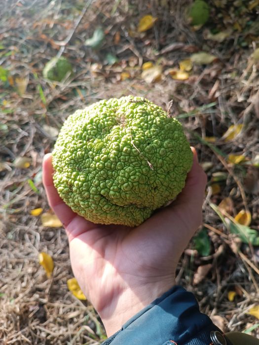 Маклюра для изготовления мазей