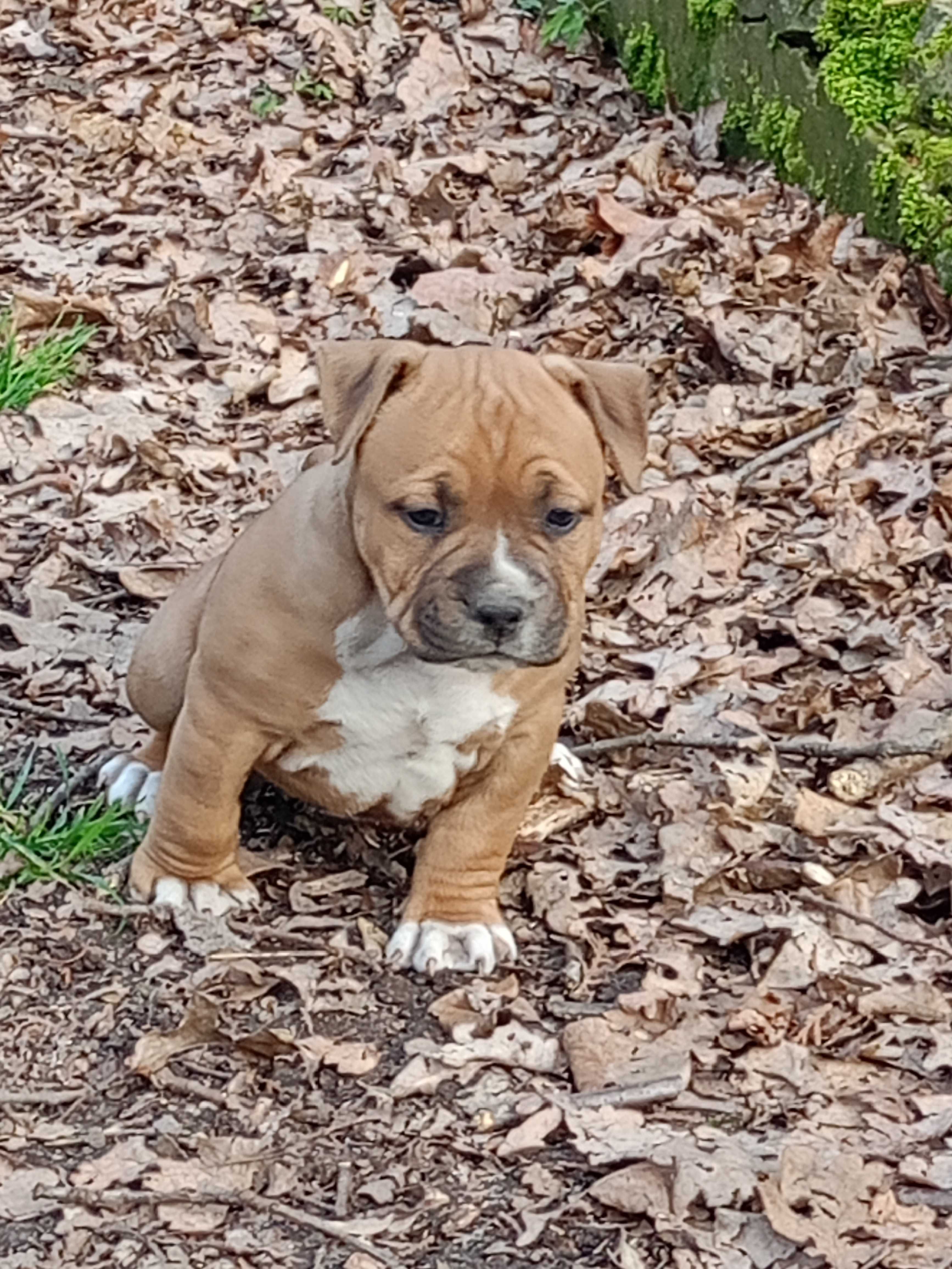 American Staffordshire Terrier Amstaff