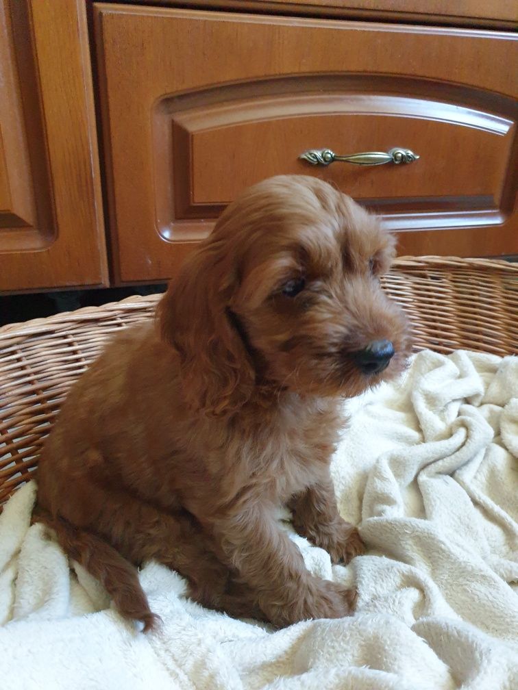Cockapoo. Chlopczyk Nobel. Pudel miniaturowy/ Cocker spaniel