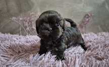 Przepiękna maleńka czekoladowa sunia Shih-Tzu