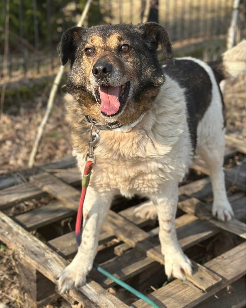 Cezar, Jack Russel odmiana kaukazka ;) mega pozytywny pies szuka domu