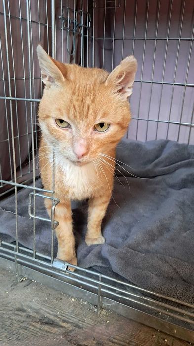 Szukamy domu dla JUMIEGO - rudego kotka