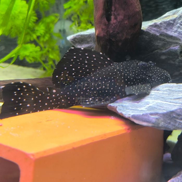 L029 Leporacanthicus Galaxy 12/14cm