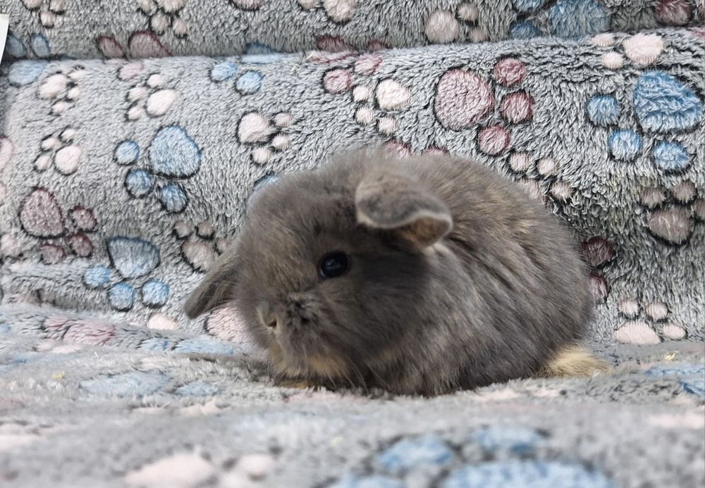 Króliczek Baranek Mini Lop