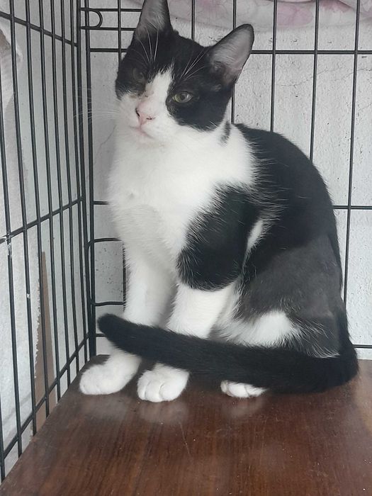 Gata Junior para adoção consciente