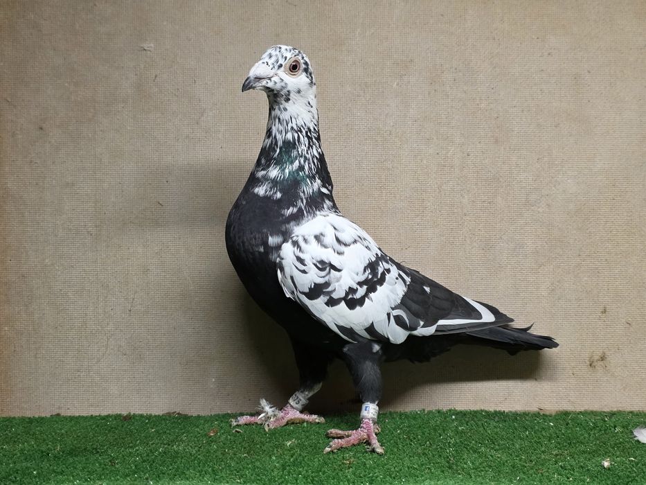 Gołębie pocztowe tygrysy